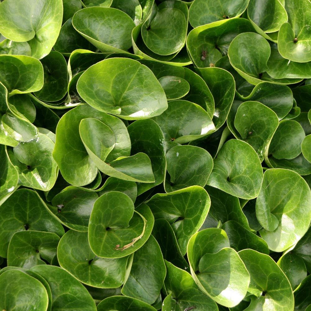 Hasselurt (Asarum europaeum) - roligt bunddække til skygge 🌿