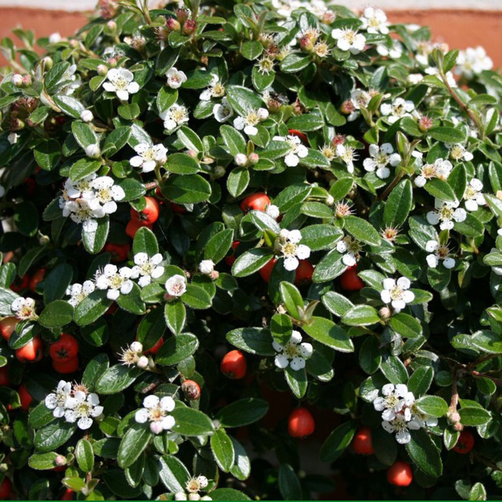 Cotoneaster 'Coral Beauty'