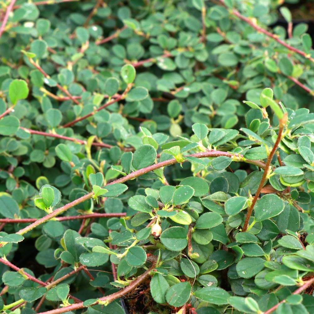 Cotoneaster Dammeri 'Queen Of Carpet' - Dværgmispel