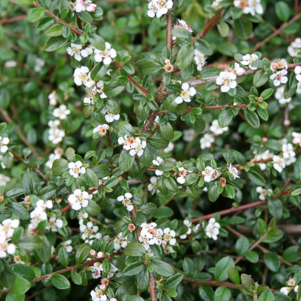 Cotoneaster Dammeri 'Queen' - Dværgmispel
