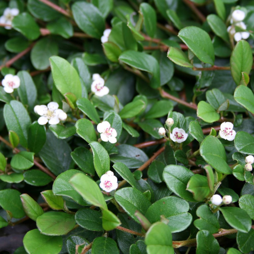 Cotoneaster Dammeri 'Rami' - Dværgmispel