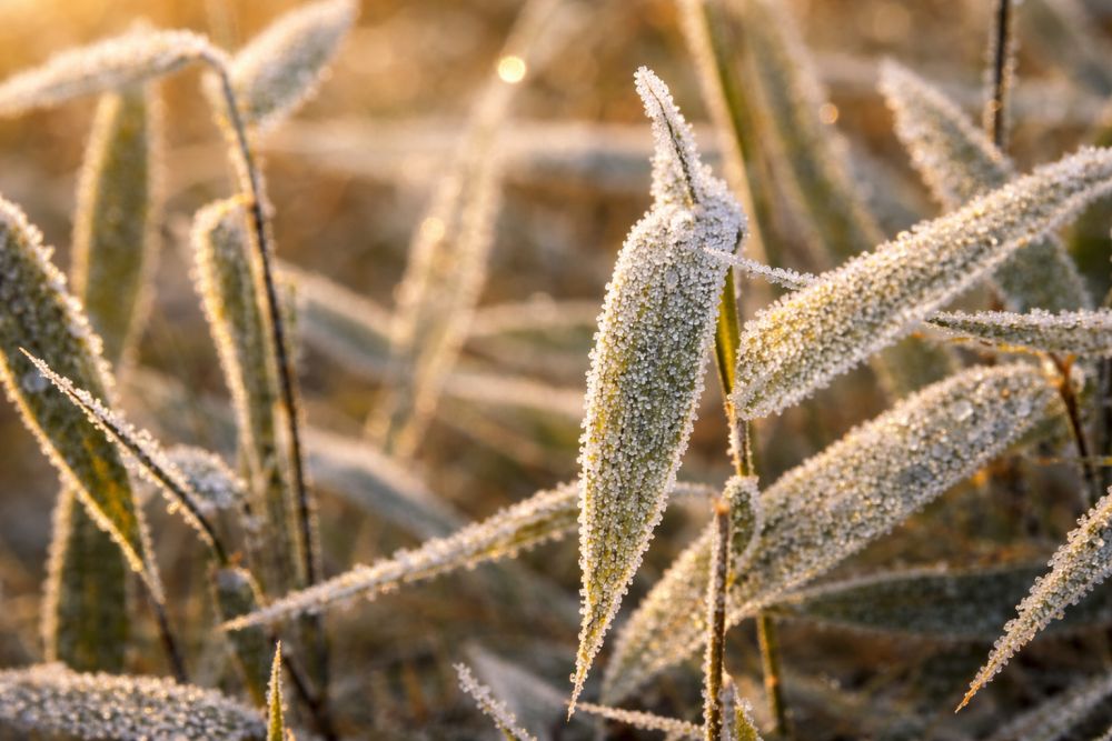 bambus med frost