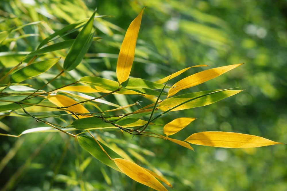 bambus med gule blade 