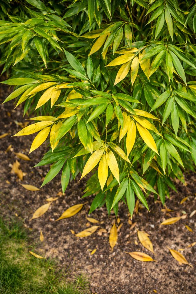 bambus med gule blade 