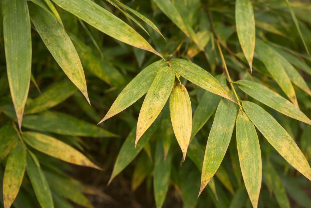 bambus med gule blade 