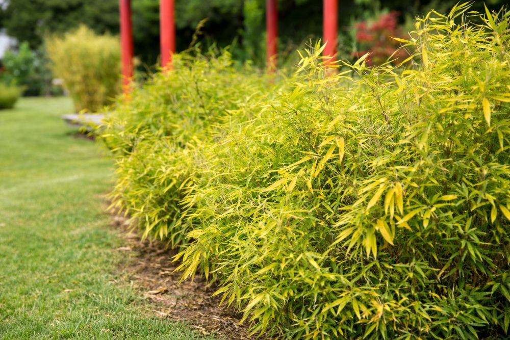 bambus med gule blade 