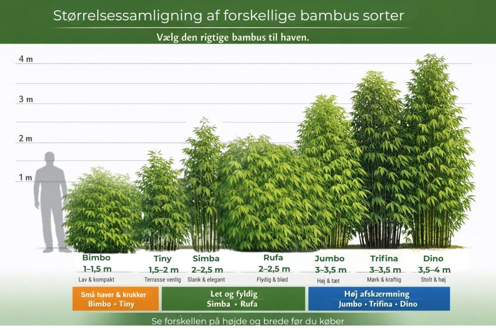 Bambus i haven som grøn afskærmning