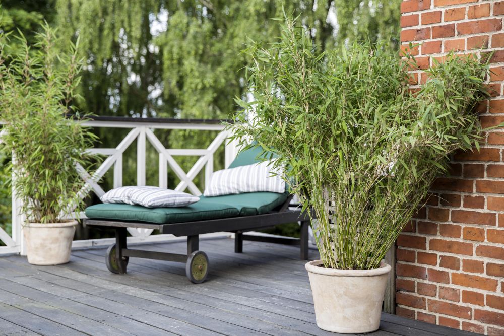 bambus i krukke på terrasse