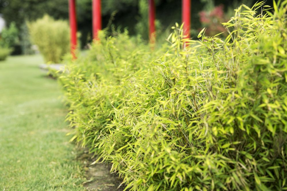 bambushæk giver et smukt udtryk i haven