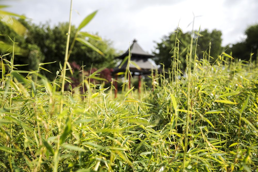 bambus giver læ og et smukt grønt tæppe 