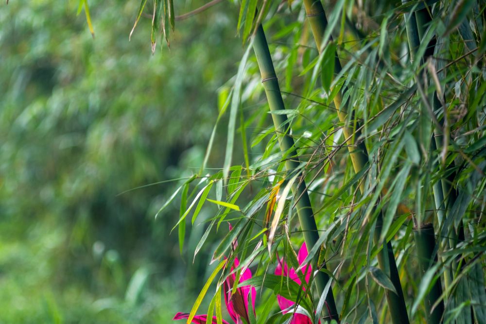 bambus er smuk stedsegrøn 