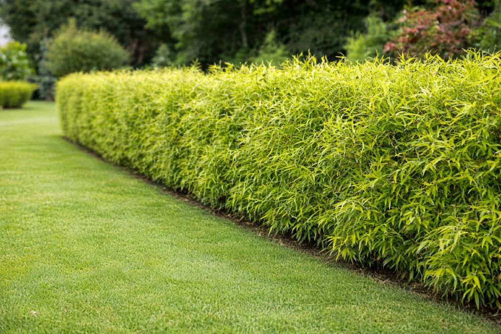 bambus som hæk. stedsegrøn hele året
