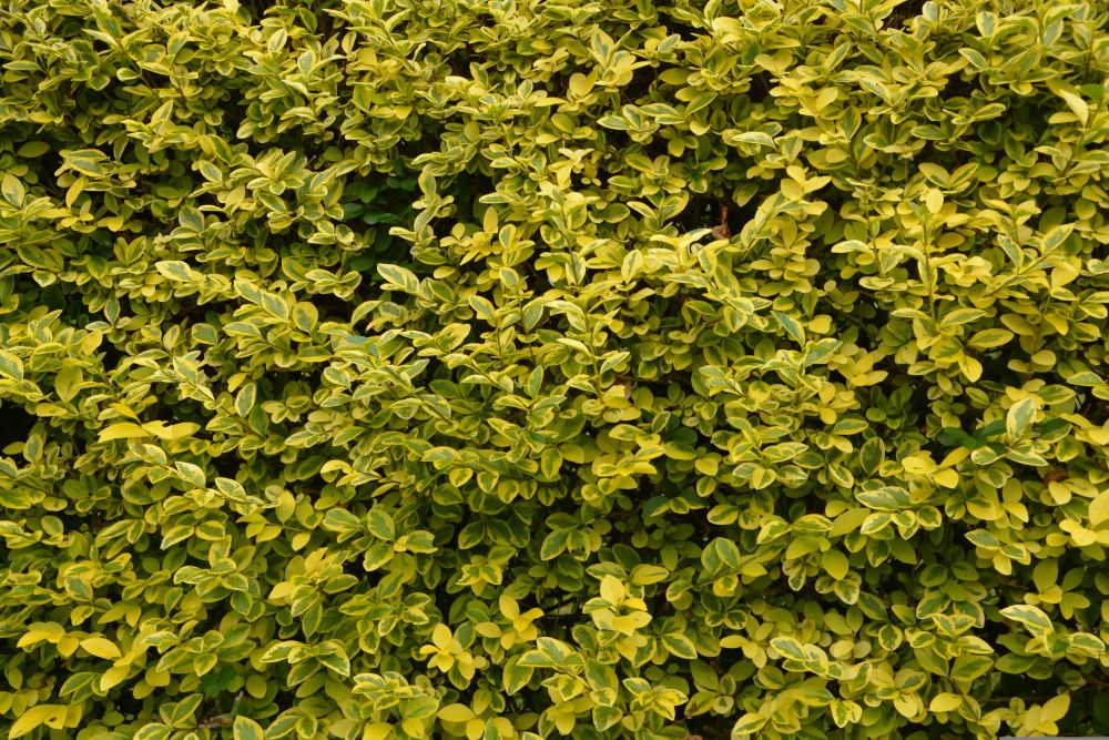 Liguster hæk. flotte gullige blade 