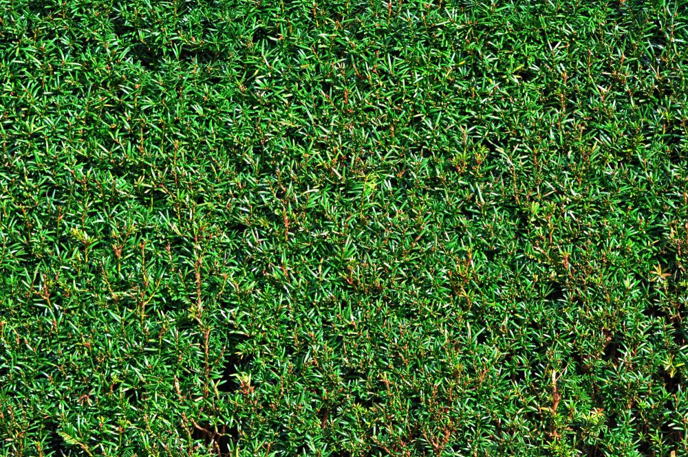 Taks hæk. Stræk og stedsegrøn 