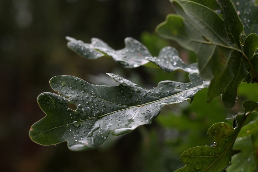 egetræsblad er stærk i det danske vejr 