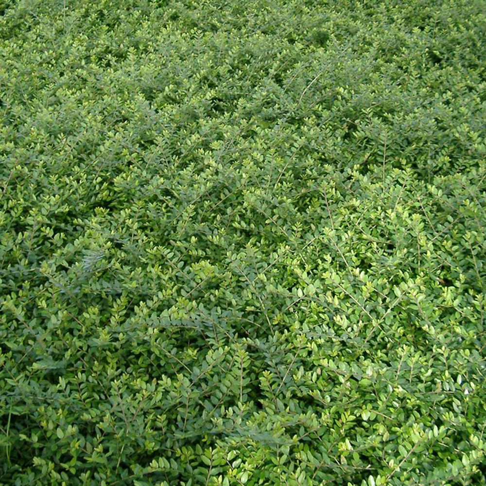 Smukke og nøjsomme, stedsegrønne bunddækkeplanter, Gedeblad - Lonicera nitida 'Elegant'