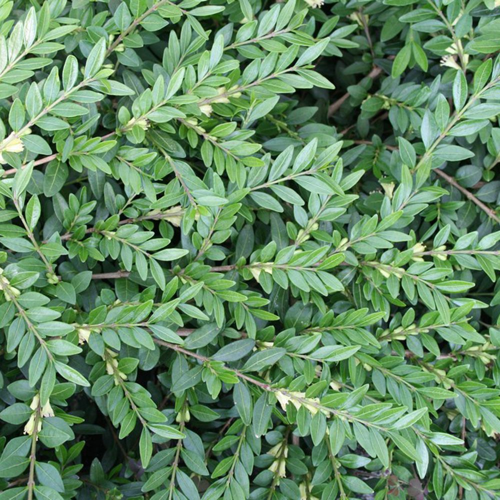  Bunddækket prydes af fine hvid-gule blomster i maj-juni og dekorative lilla bær i efteråret. Gedeblad - Lonicera Pileata