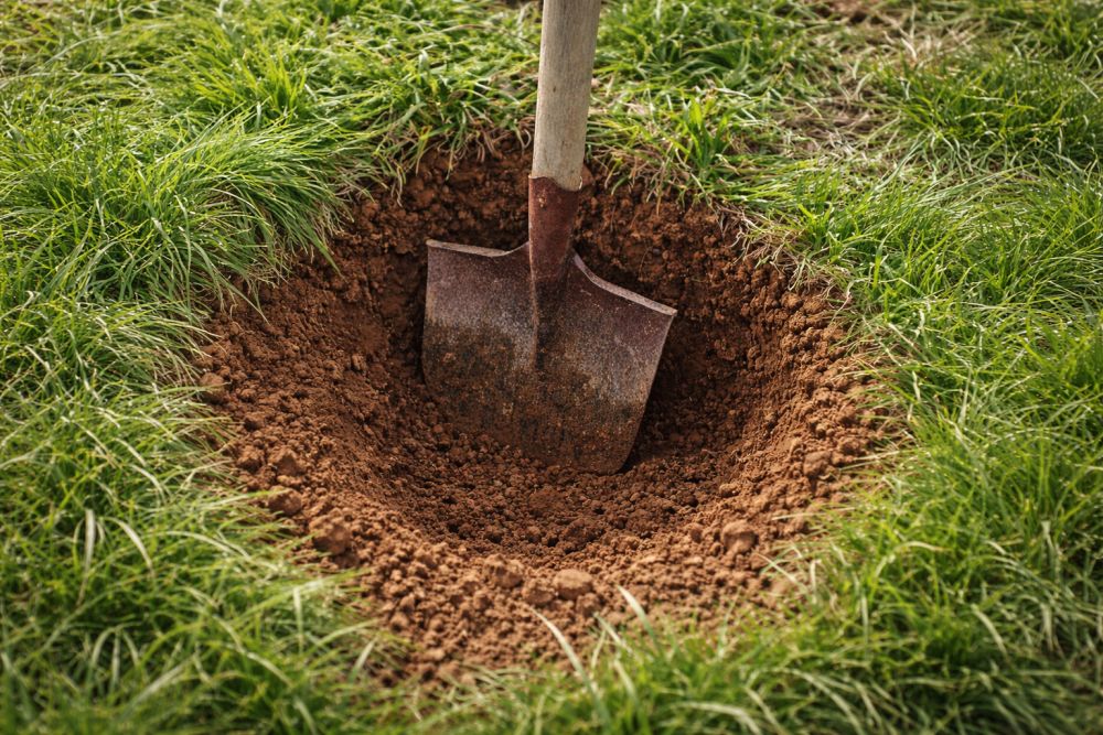 et plantehul må gerne være stor så har en ny plante nemmere ved at etablere sig.