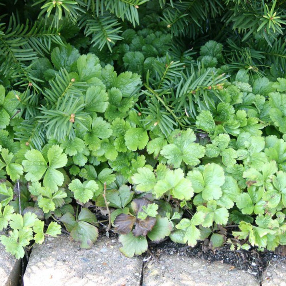 Den populære Guldjordbær er en god og tæppedannende bunddæksplante. Waldsteinia Ternata - Guldjordbær