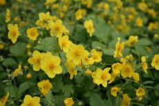 Waldsteinia Ternata eller Guldjordbær giver et flot og tæt, stedsegrønt bunddække.