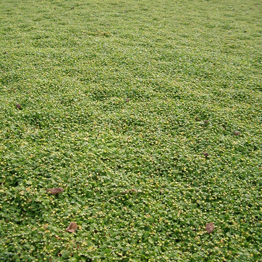  frisk og frodig grøn bund i din have. Cotula 'Minima' - Trædebregne