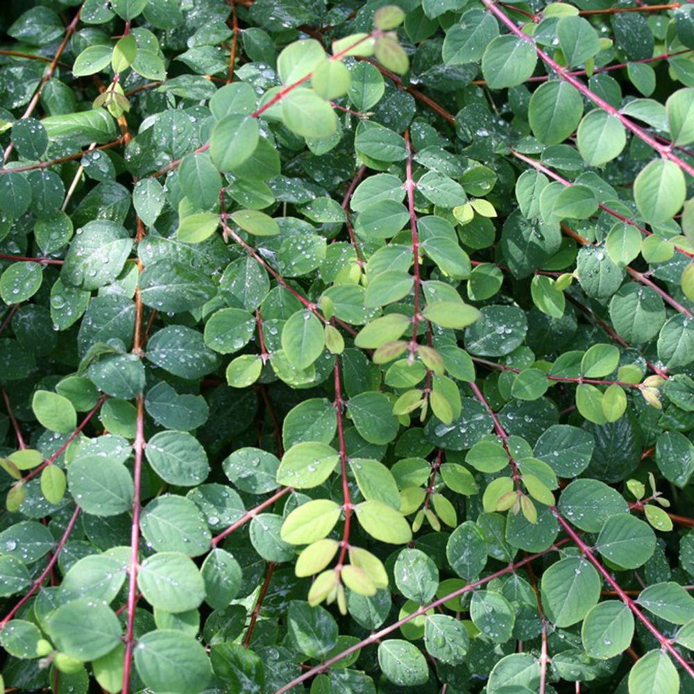 Rød Snebær er en af de stærkeste bunddække der findes. Symphoricarpos chenaultii 'Hancock' - Rød Snebær