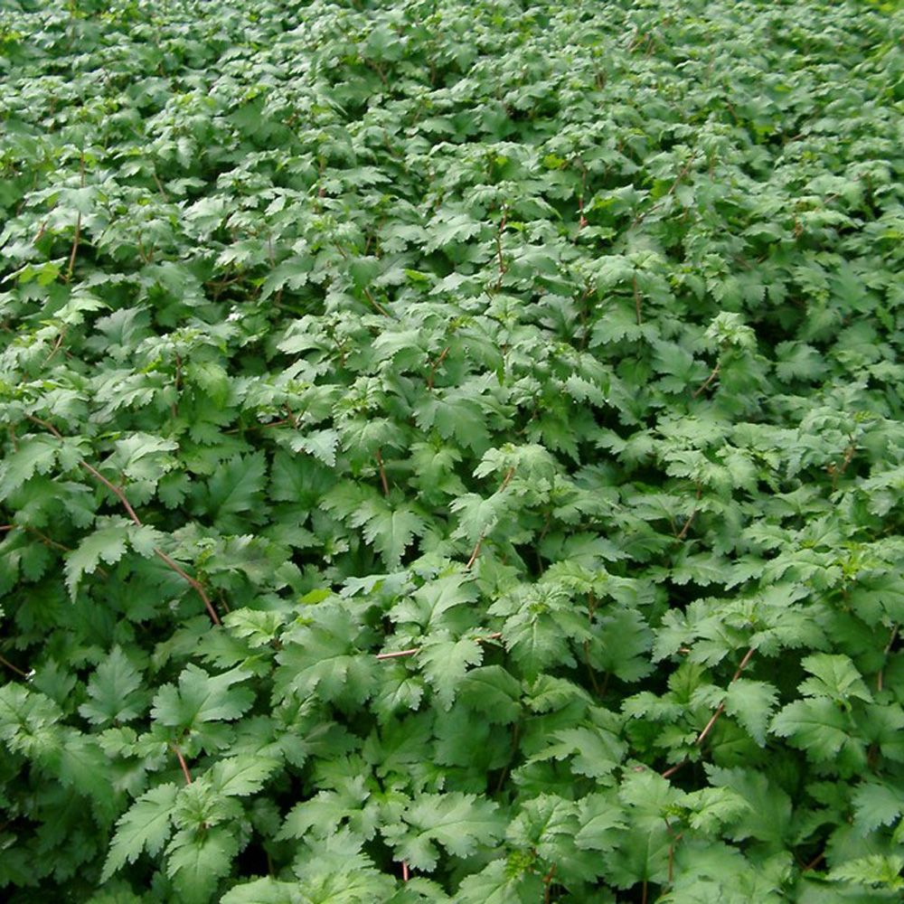 Kranstop-bunddækkets bladvækst meget skønne, varme, gyldne farver. Stephanandra incisa 'Crispa'