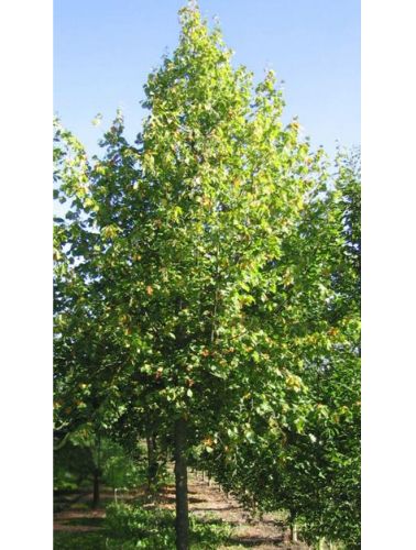 Kejserlind - Tilia vulgaris 'Pallida' - Tilia x europaea