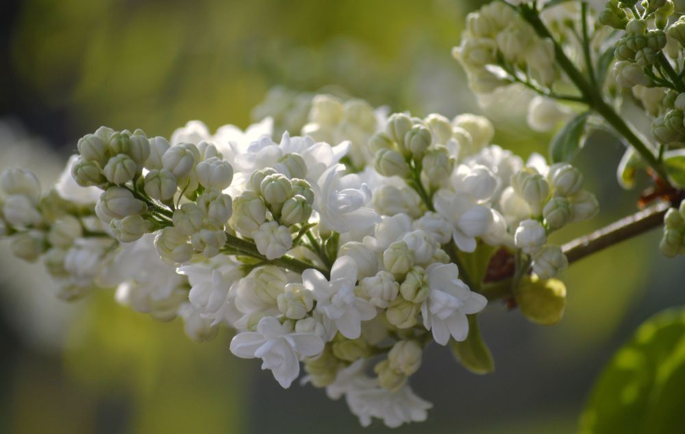 En hvis syren giver et meget eksplosivt look i haven 