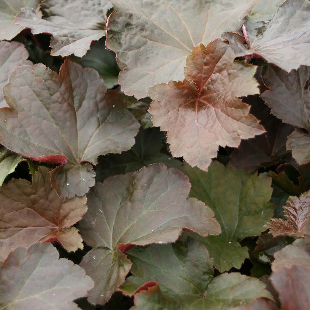 flot kontrast til alunrodens rødlige blade. Alunrod - Heuchera americana 'Palace Purple'