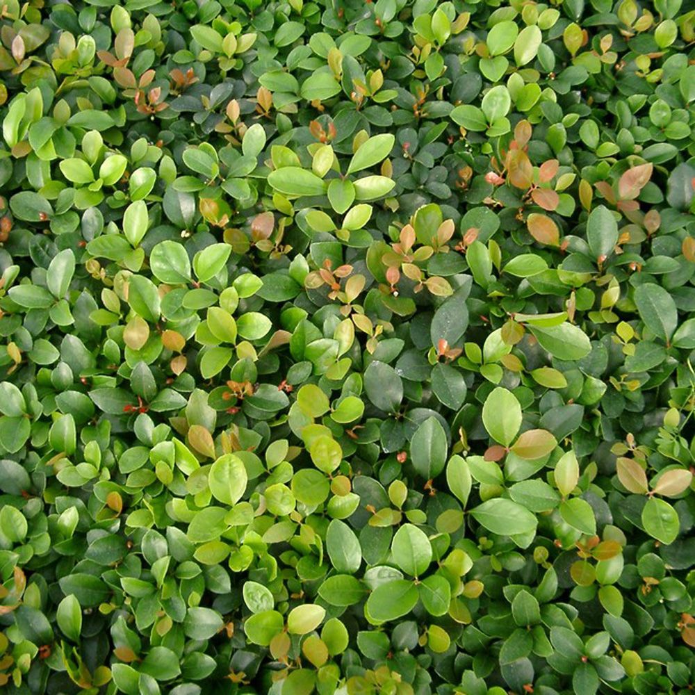 flotte kobber-farvede skud og hvide, fine klokkeblomster. Bjergthe - Gaultheria procumbens 'Red Baron'