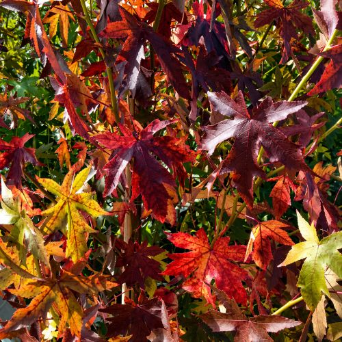 Ambratræ - Liquidambar styraciflura med høstfarve