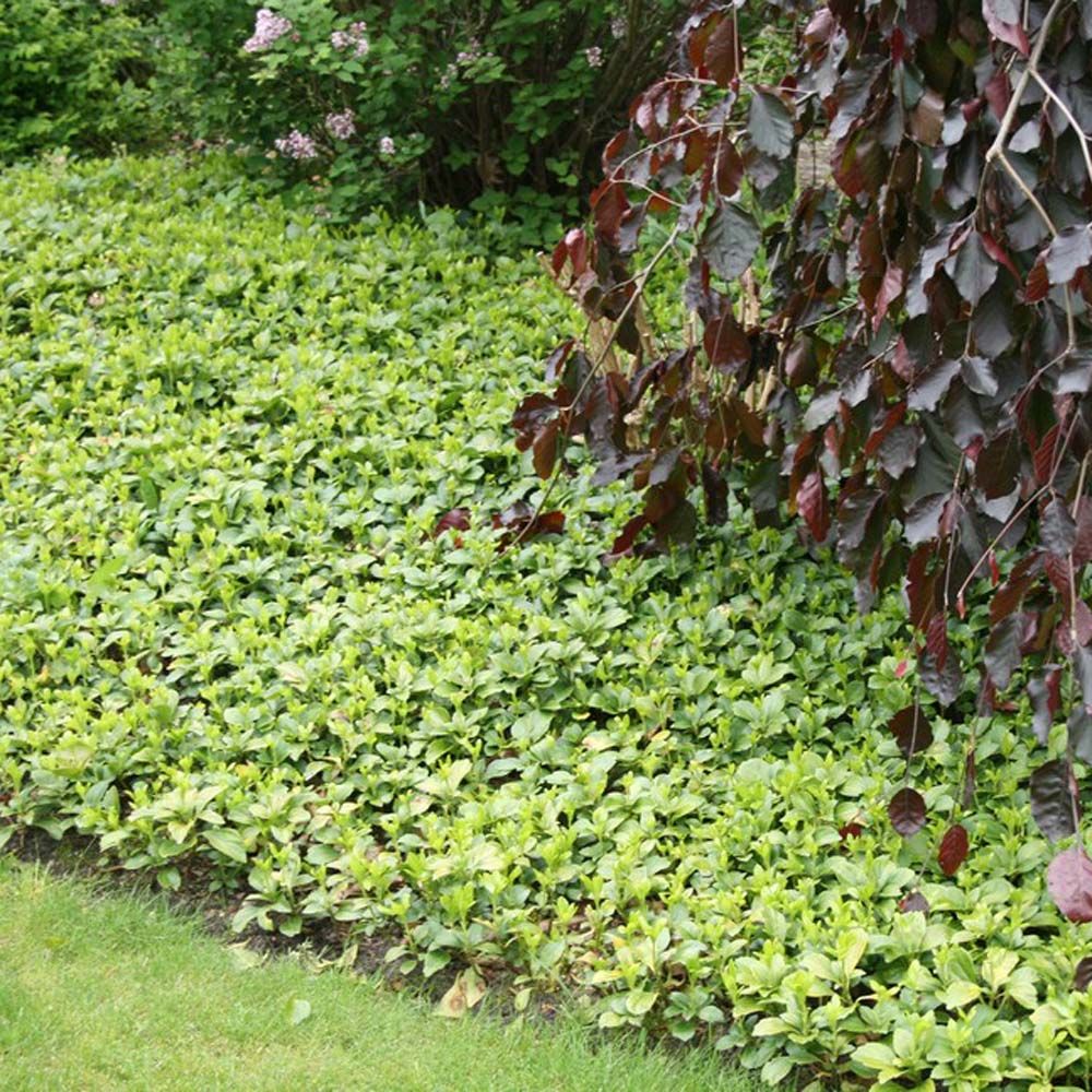 Pachysandra – tæt bund til den dybe skygge