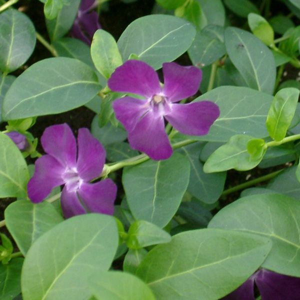 Vinca, stedsegrøn med blomster.