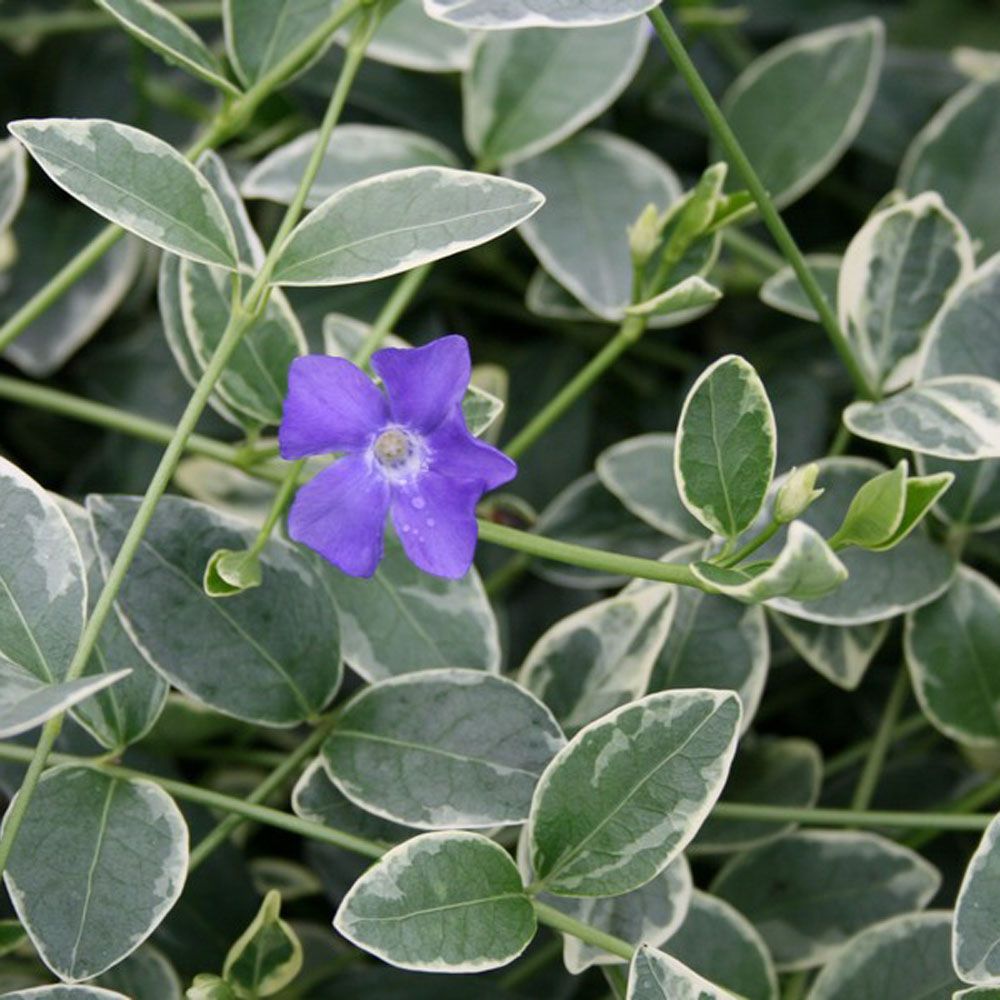 Blå blomster på Vinca
