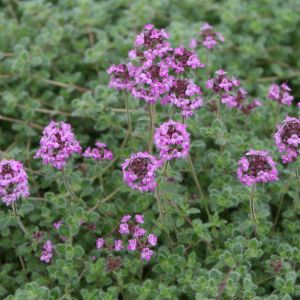 Thymus Pseudolanuginosus med blomst - Lodden Timian