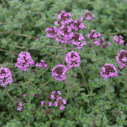 Thymus Pseudolanuginosus med blomst - Lodden Timian
