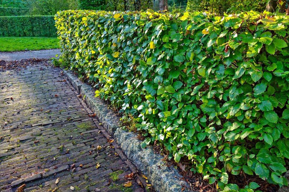 en hæk er naturens eget hagn.