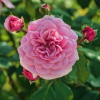 Remonterende roser — Remonterende rose, der blomstrer i flere hold hen over sommeren