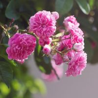Buketroser — Buketrose med klaser af mange blomster i et frodigt sommerbed