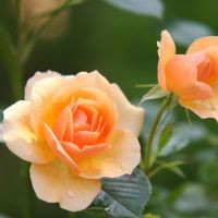 Storblomstrende roser, storblomstrende rose med én stor, fyldt blomst på lang stilk i et solrigt bed