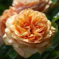 Engelske roser — Engelsk rose med fyldt, gammeldags blomst i blødt lys