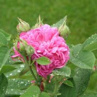 Historiske roser — Historisk rose med gammeldags, tætfyldt blomst