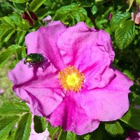 Hybenroser og vilde roser — Vild hybenrose med enkel blomst og røde hyben