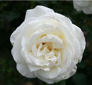 Karen Blixen rose