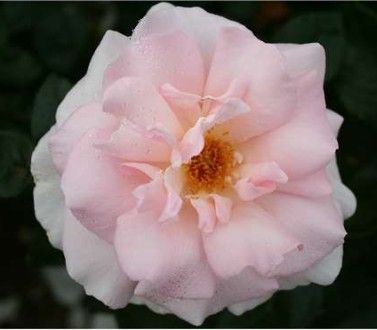 A Whiter Shade of Pale rose, lyserød og hvid storblomstret rose med stor fyldt blomst