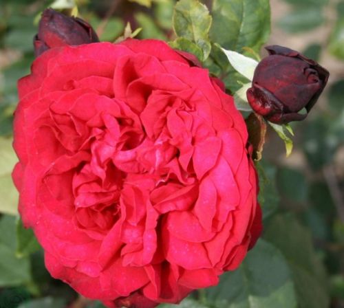 Admiral rose, rød storblomstret rose med stor fyldt blomst