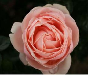 Aphrodite rose, lyserød storblomstret rose med stor fyldt blomst