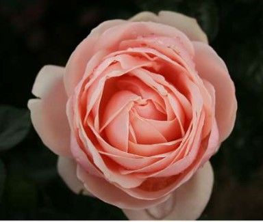 Aphrodite rose, lyserød storblomstret rose med stor fyldt blomst