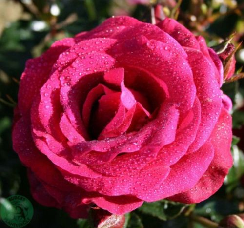 As Good as it Gets rose, rød og lilla storblomstret rose med stor fyldt blomst
